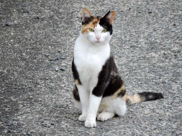 http://www.acrowass.com/ookinikyoto/photo/DSCN0944_600.jpg