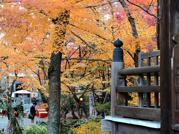 http://www.acrowass.com/ookinikyoto/photo/DSCN1021_600.jpg