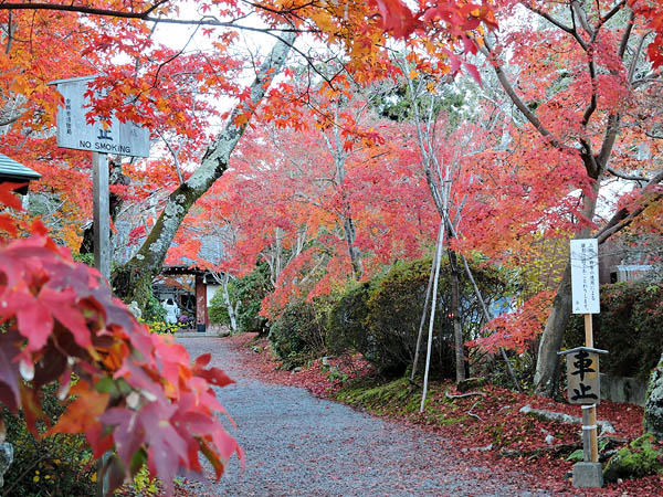 http://www.acrowass.com/ookinikyoto/photo/DSCN1031_600.jpg