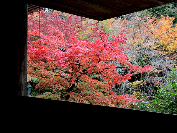 http://www.acrowass.com/ookinikyoto/photo/DSCN8761_600.jpg