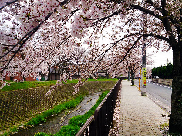 http://www.acrowass.com/ookinikyoto/photo/DSC_0051_600.jpg