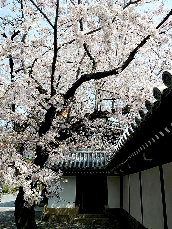 http://www.acrowass.com/ookinikyoto/photo/DSC_0116_b600.jpg