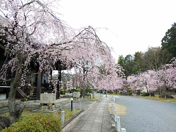 http://www.acrowass.com/ookinikyoto/photo/DSC_0154_600.jpg