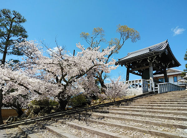 http://www.acrowass.com/ookinikyoto/photo/DSC_0225_600.jpg