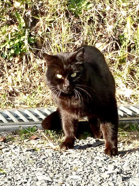 http://www.acrowass.com/ookinikyoto/photo/DSC_0539_600.jpg