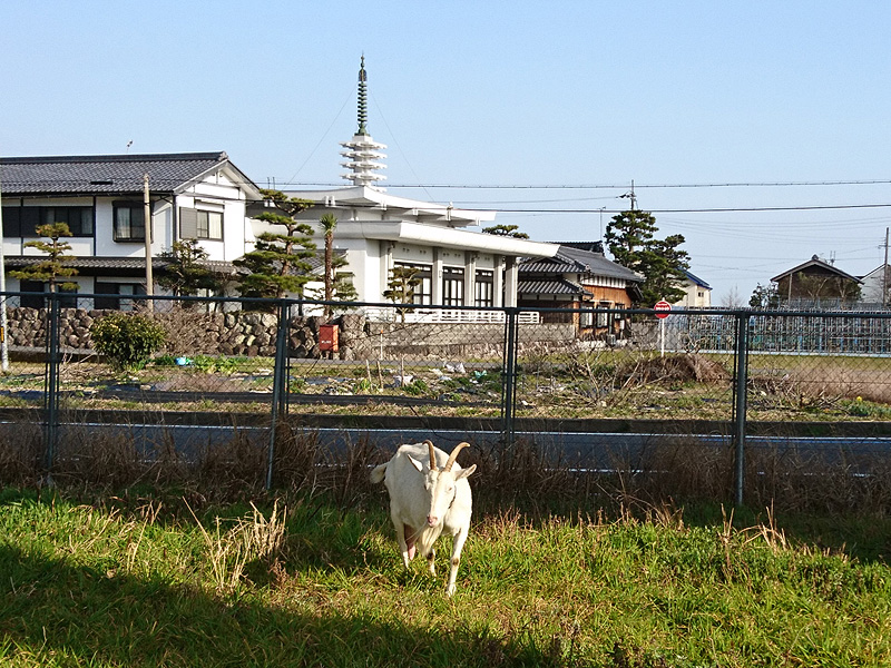 http://www.acrowass.com/ookinikyoto/photo/DSC_0765_800.jpg