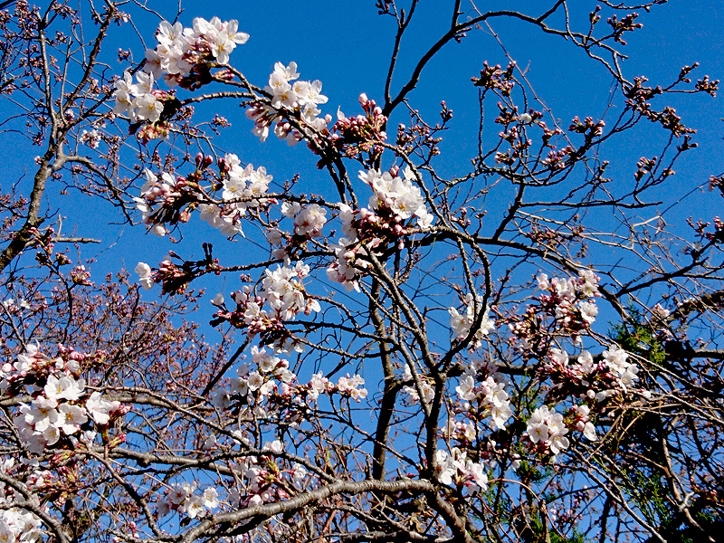 http://www.acrowass.com/ookinikyoto/photo/DSC_0781_800.jpg