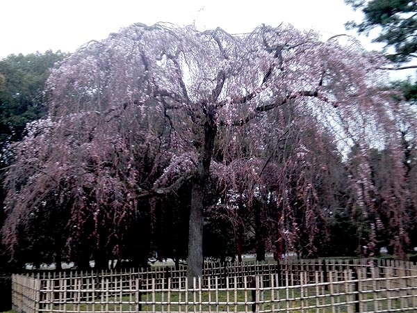http://www.acrowass.com/ookinikyoto/photo/IMG_20180318_600.jpg