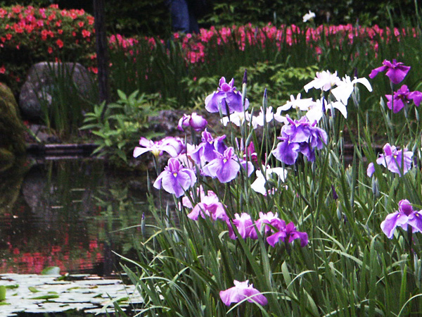 http://www.acrowass.com/ookinikyoto/photo/PICT0016_600.jpg
