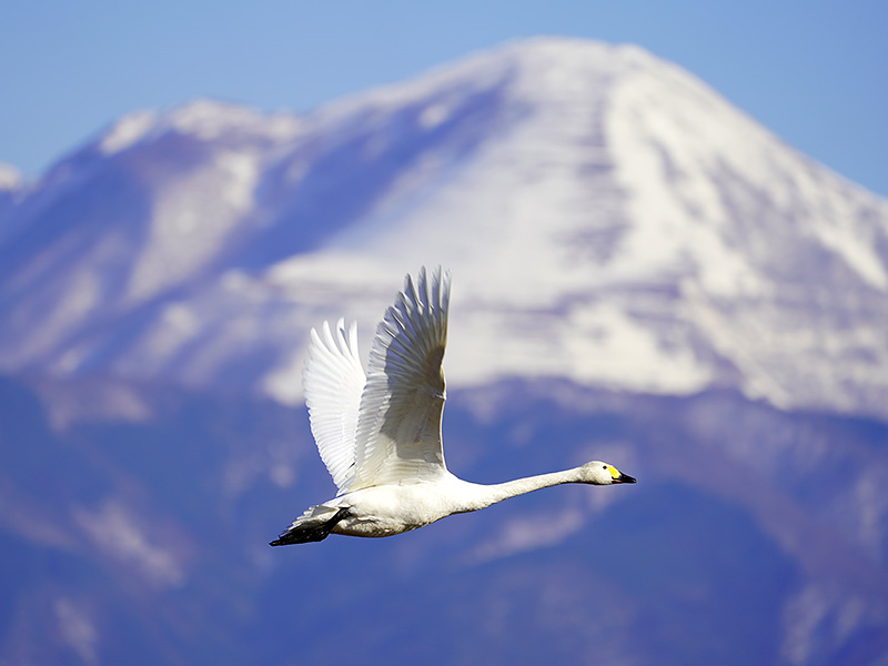 http://www.acrowass.com/ookinikyoto/photo/_DSC1429_800.jpg