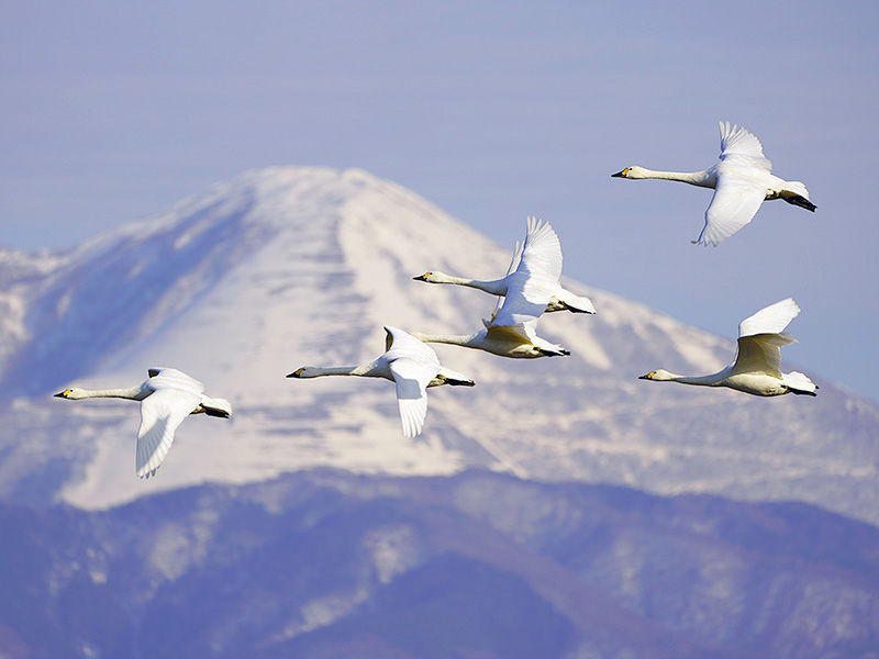 http://www.acrowass.com/ookinikyoto/photo/_DSC1561_600_2.jpg
