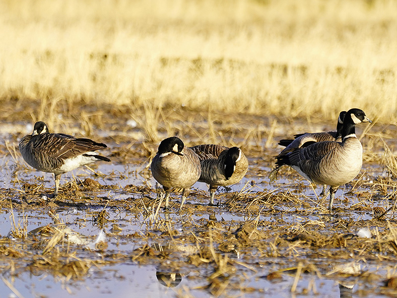 http://www.acrowass.com/ookinikyoto/photo/_DSC1622_800.jpg