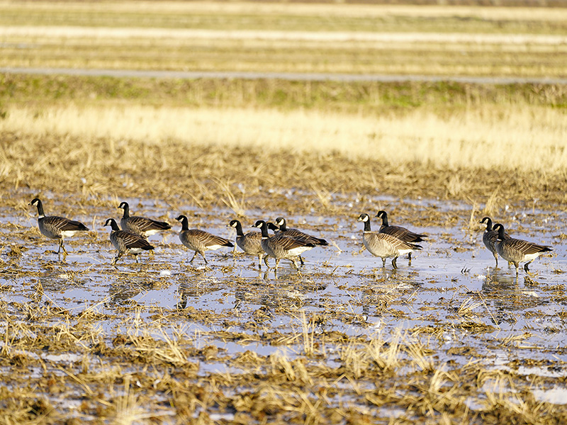 http://www.acrowass.com/ookinikyoto/photo/_DSC1632_800.jpg