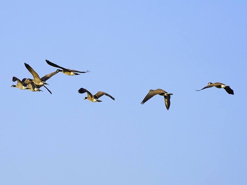 http://www.acrowass.com/ookinikyoto/photo/_DSC1647_800.jpg