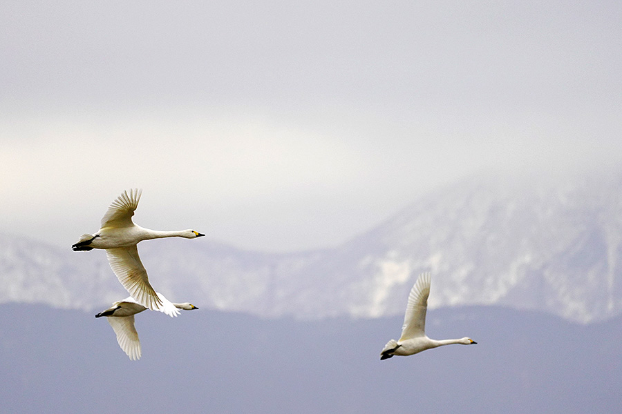 http://www.acrowass.com/ookinikyoto/photo/_DSC1921_900.jpg