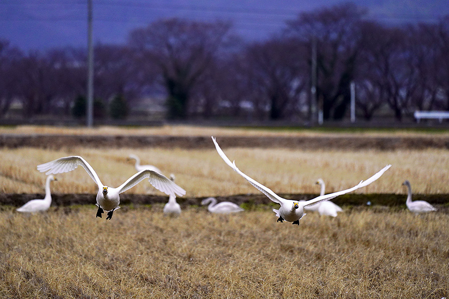 http://www.acrowass.com/ookinikyoto/photo/_DSC1963_900.jpg