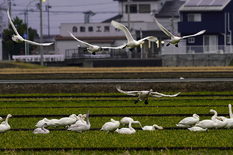 http://www.acrowass.com/ookinikyoto/photo/_DSC2825_900.jpg