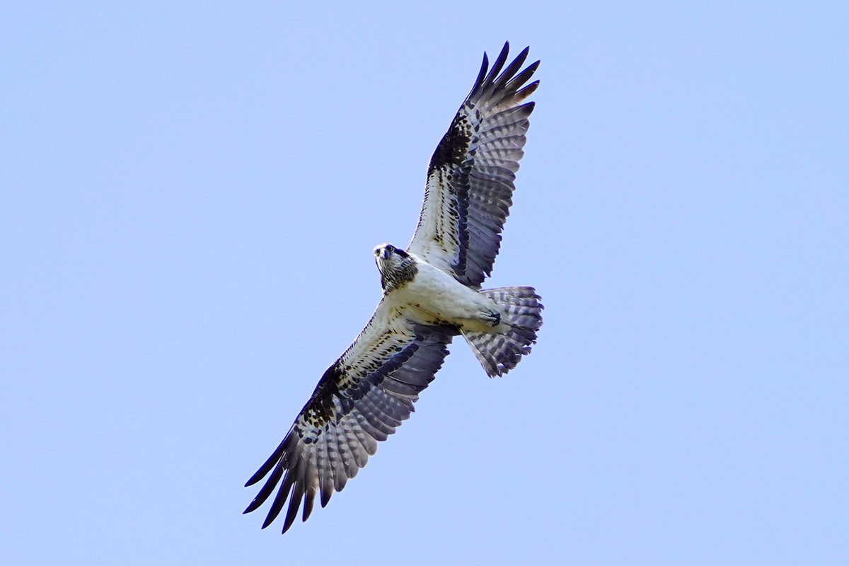 ミサゴOsprey