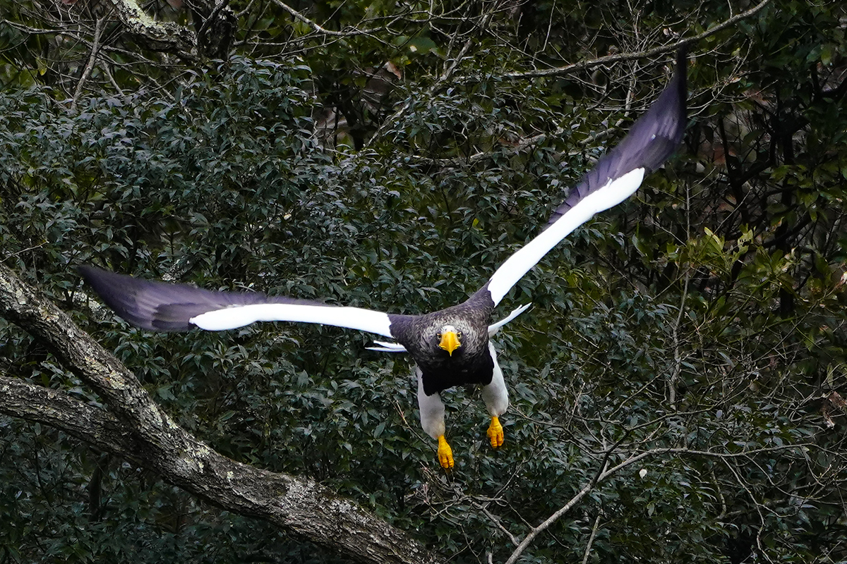 オオワシSteller's sea eagle