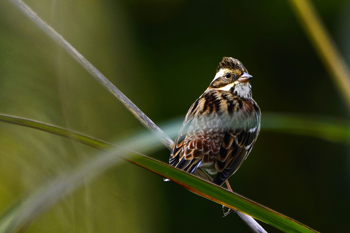 カシラダカRustic bunting