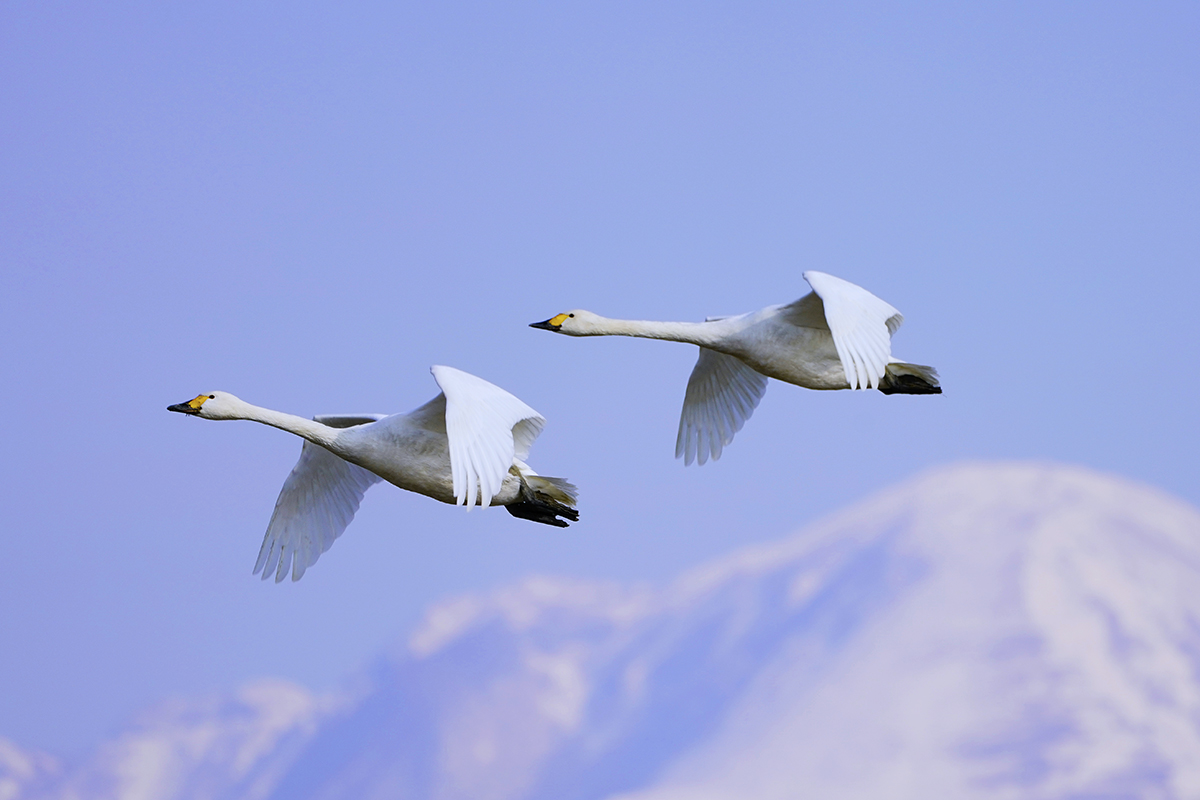 コハクチョウTundra swan