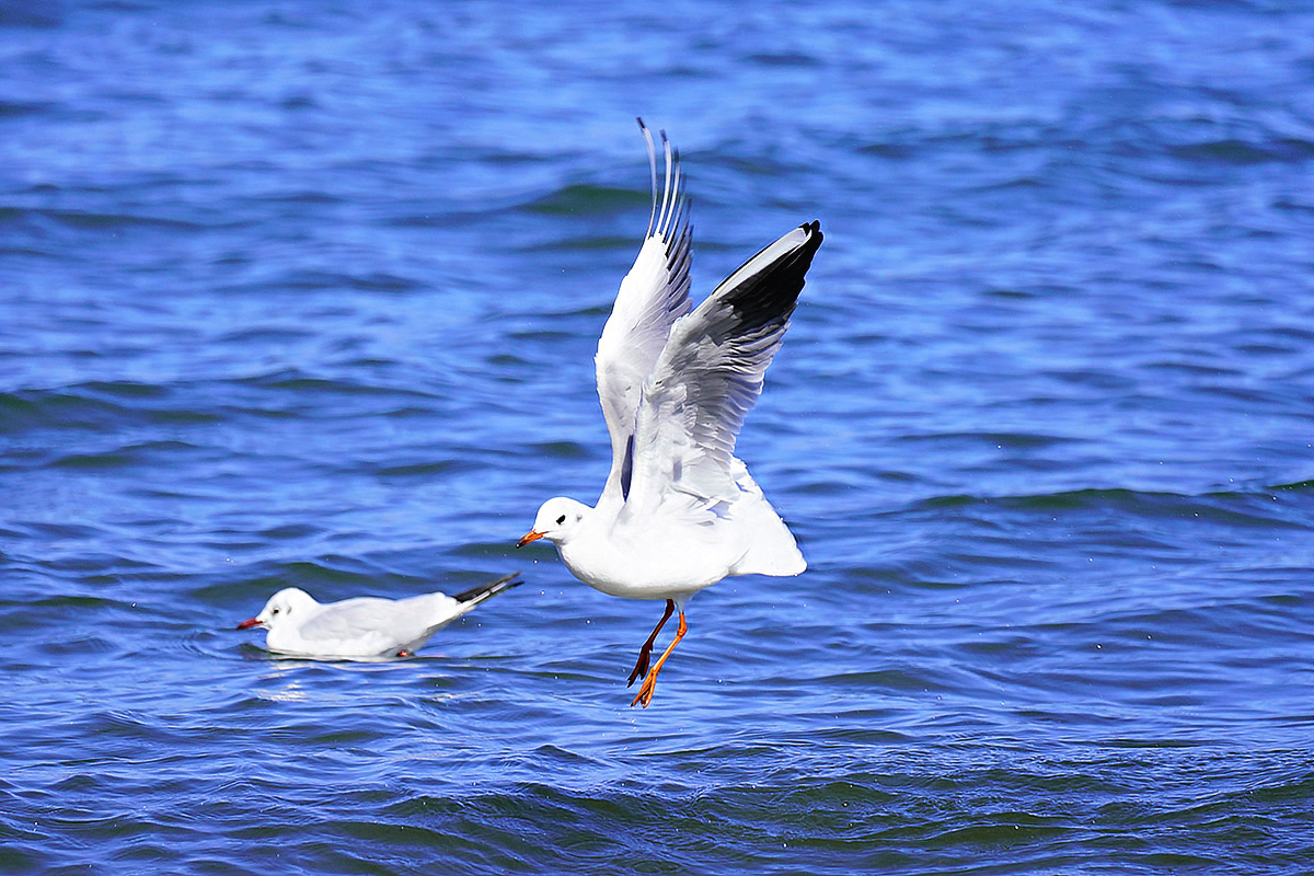 ユリカモメBlack-headed gull
