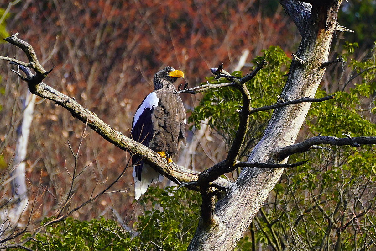 オオワシSteller's sea eagle