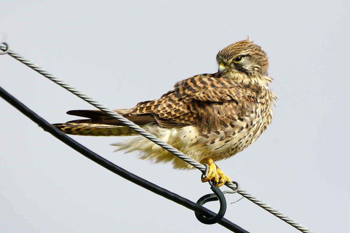 チョウゲンボウKestrel