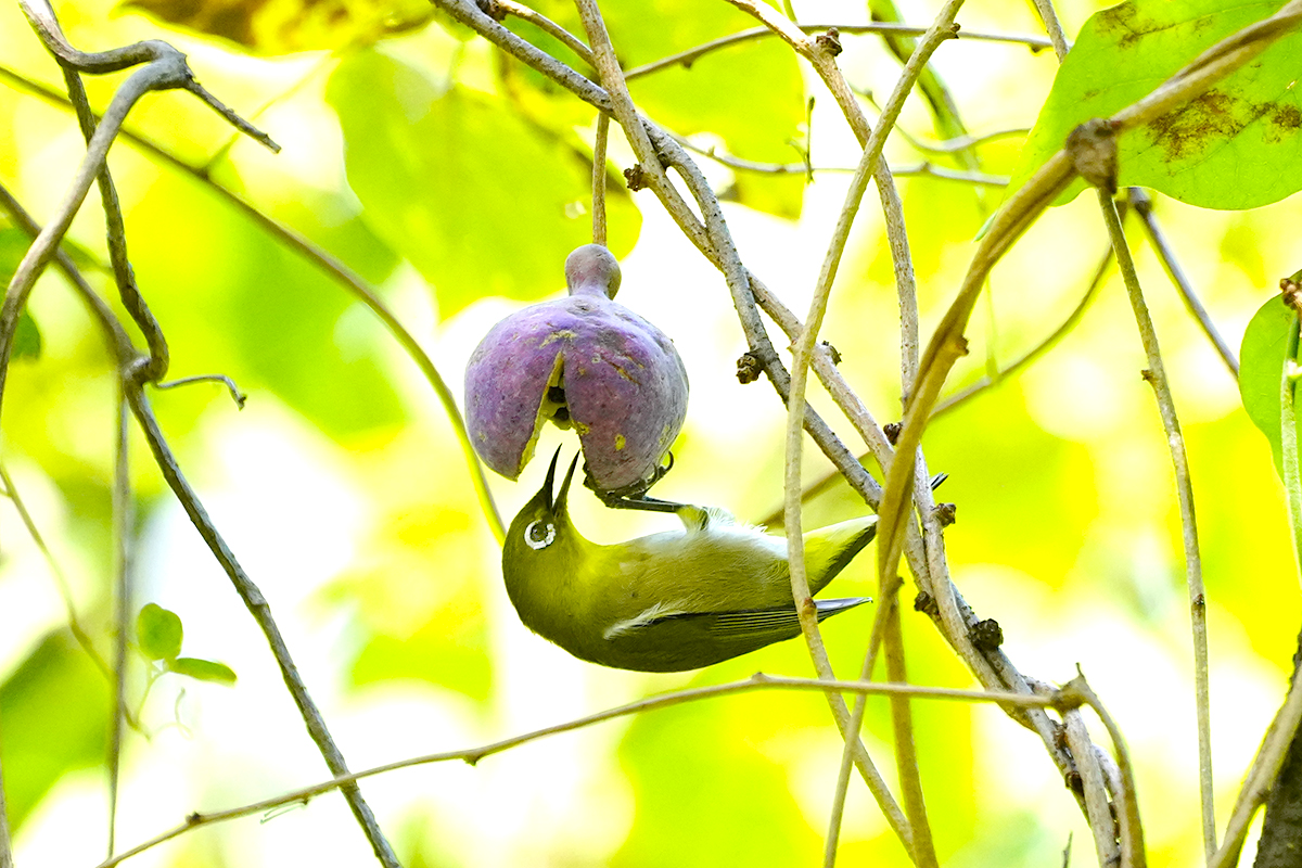 アケビとメジロWhite-eye