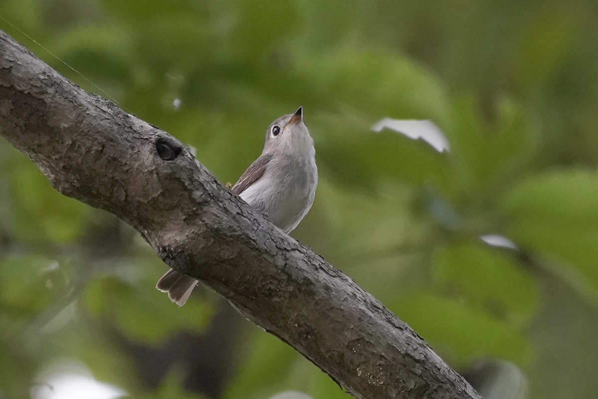 コサメビタキBrown flycatcher