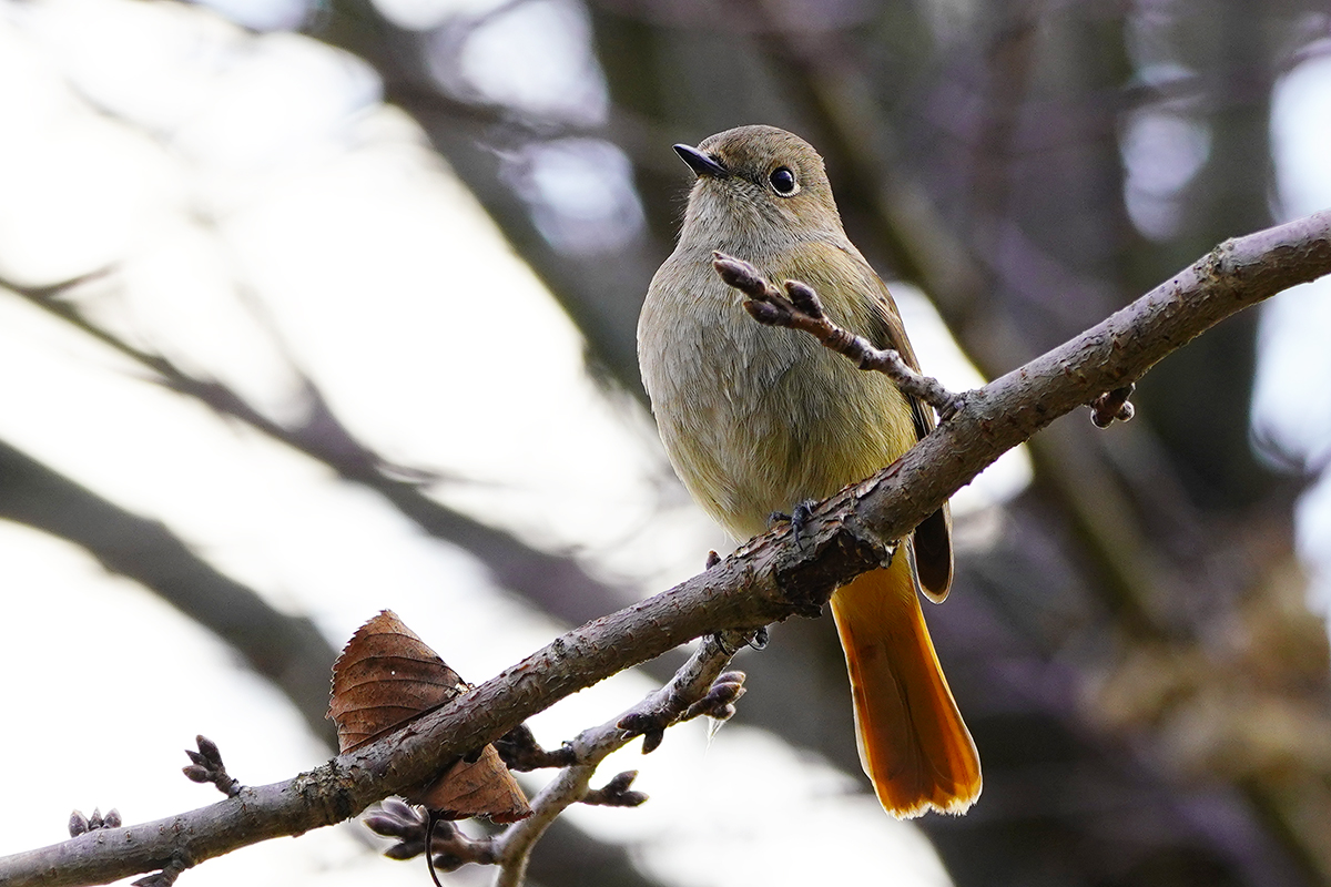ジョウビタキ♀Daurian Redstart