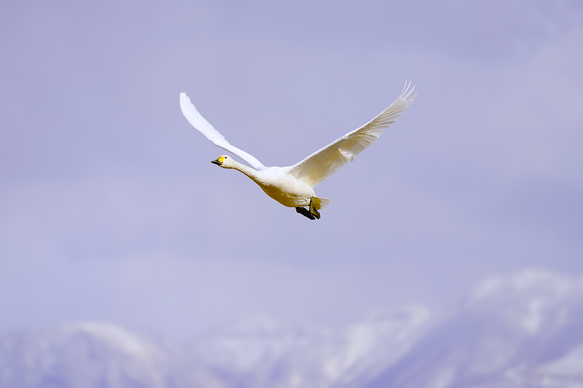 コハクチョウTundra swan