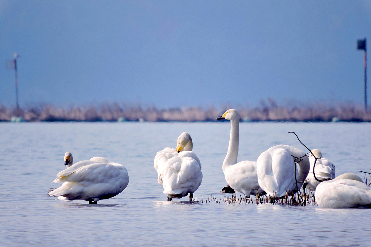 コハクチョウTundra swan
