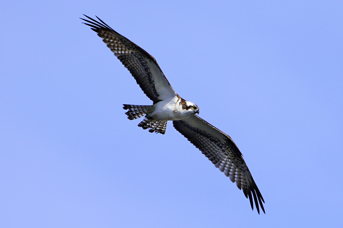 ミサゴOsprey