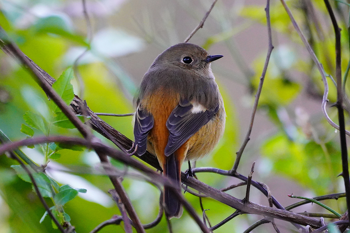 ジョウビタキ♂Daurian Redstart