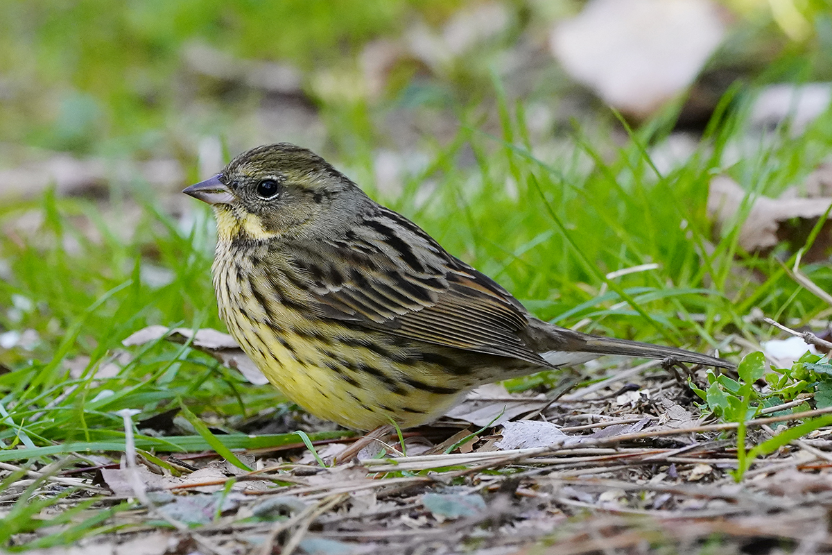 アオジBlack-faced bunting