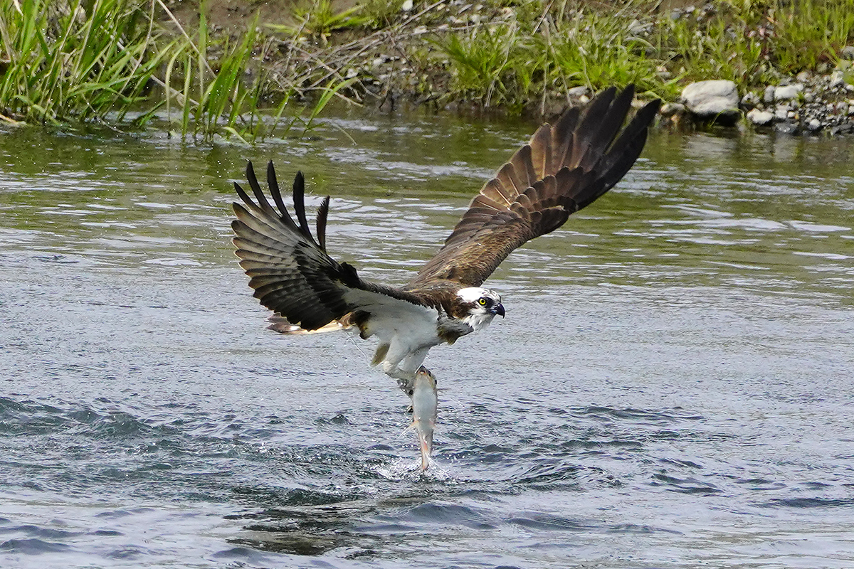 ミサゴの漁Osprey