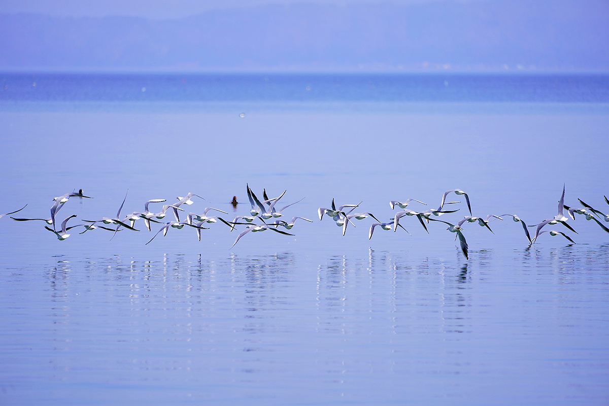 ユリカモメblack-headed gull