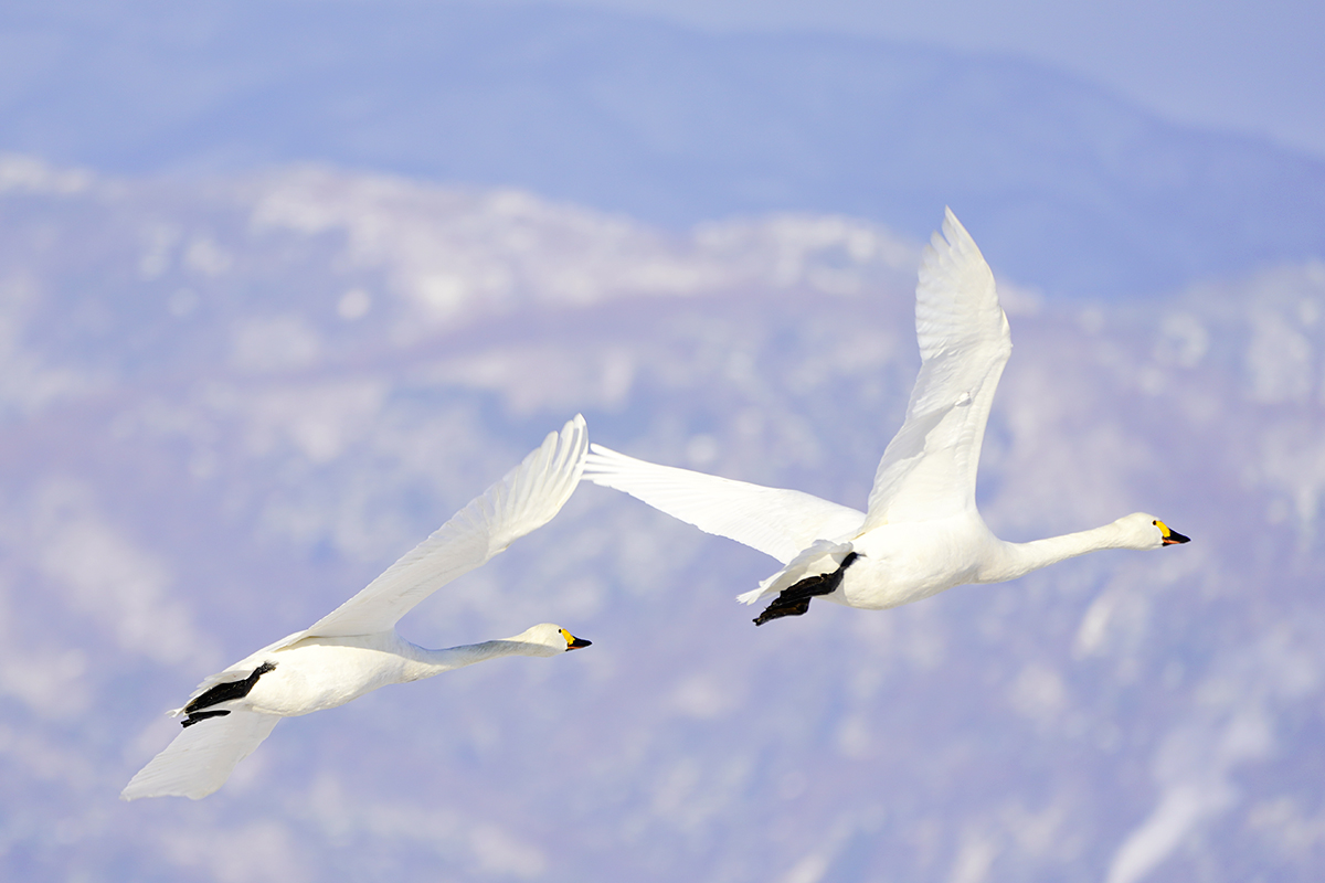 コハクチョウTundra swan