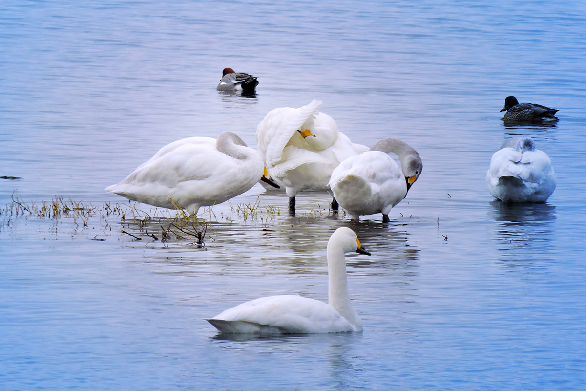 コハクチョウTundra swan
