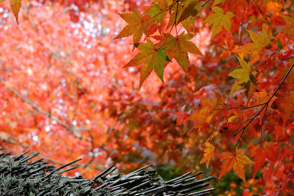 紅葉