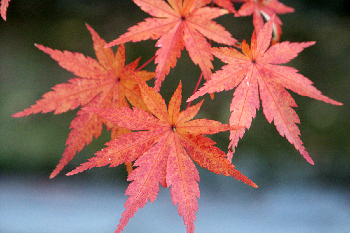 紅葉