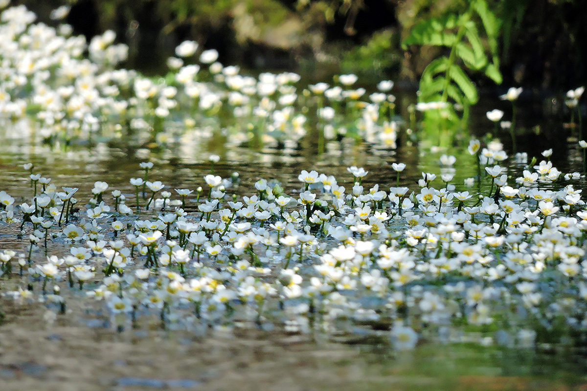 醒ヶ井の梅花藻