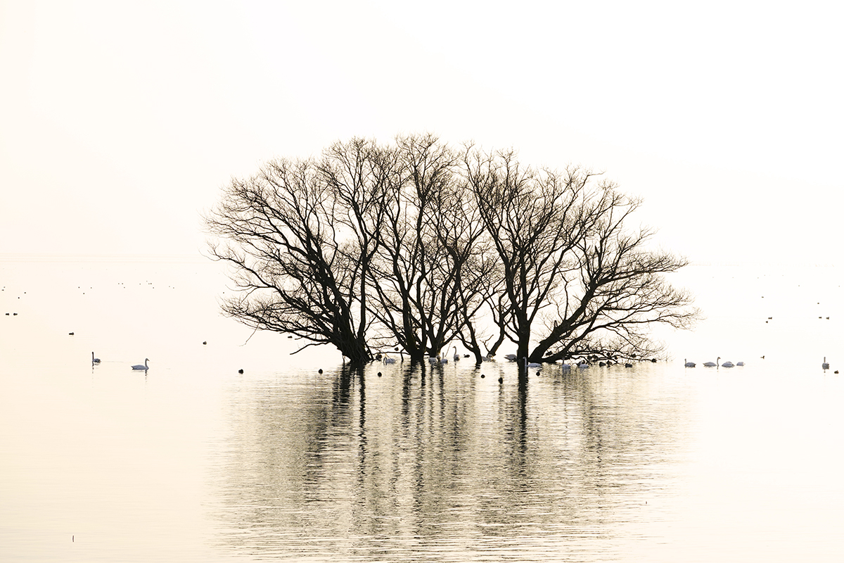 白髭神社琵琶湖の鳥居