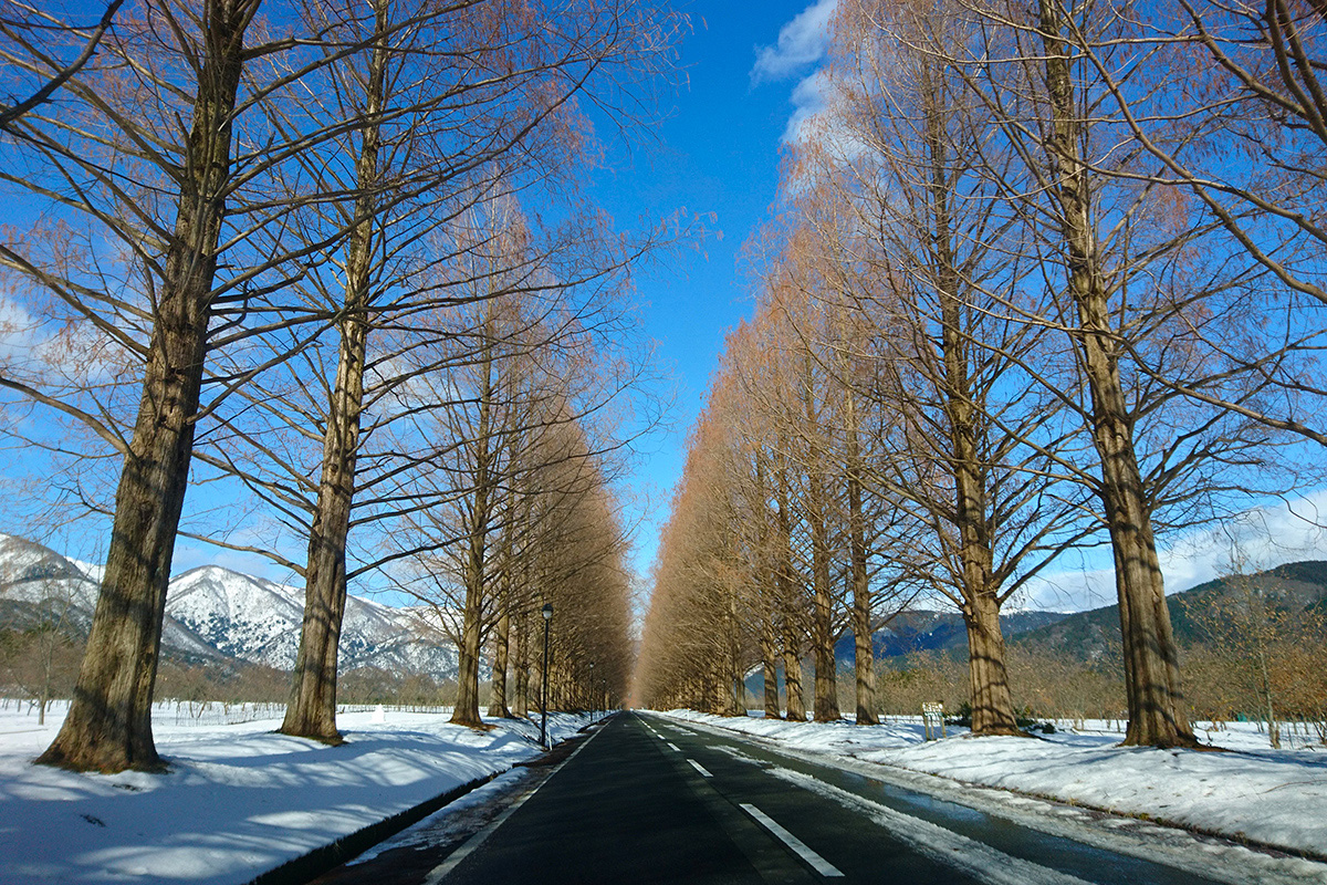メタセコイア雪景色