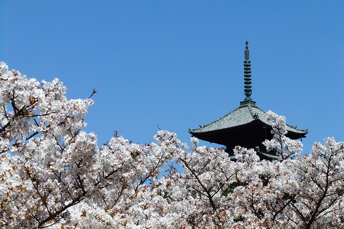 御室仁和寺の桜