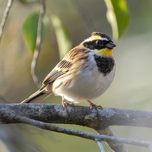 野鳥　ウグイス