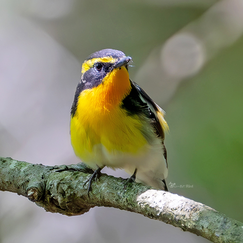野鳥　キビタキ