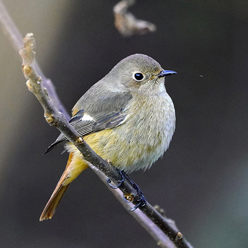 野鳥　キビタキ