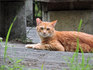 DSCN0050_600.jpg